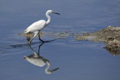 Aigrette Garzette<br>Egretta garzetta - Little Egret<br>Vendée