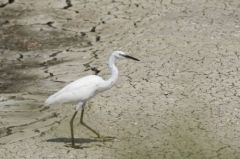 Aigrette Garzette<br>Egretta garzetta - Little Egret<br>Vendée