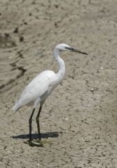 Aigrette Garzette<br>Egretta garzetta - Little Egret<br>Vendée