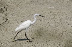 Aigrette Garzette<br>Egretta garzetta - Little Egret<br>Vendée