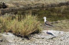 Echasse Blanche<br>Himantopus himantopus - Black-winged Stilt<br>Vendée