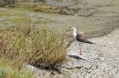 Echasse Blanche<br>Himantopus himantopus - Black-winged Stilt<br>Vendée