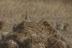 Traquet Motteux<br>Oenanthe oenanthe - Northern Wheatear<br>Vendée