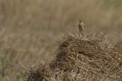 Traquet Motteux<br>Oenanthe oenanthe - Northern Wheatear<br>Vendée