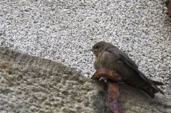 Hirondelle de rochers<br>Ptyonoprogne rupestris - Eurasian Crag Martin<br>Ardêche