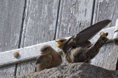 Hirondelle de rochers<br>Ptyonoprogne rupestris - Eurasian Crag Martin<br>Ardêche