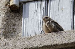 Hirondelle de rochers<br>Ptyonoprogne rupestris - Eurasian Crag Martin<br>Ardêche