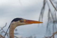 Héron cendré - Ardea cinerea - Grey Heron<br>Région parisienne