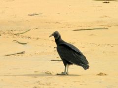 Urubu noir - Coragyps atratus - black vulture - Guyane