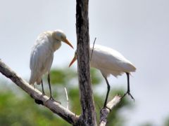 Héron garde-boeufs - Bubulcus ibis - Western Cattle Egret - Guyane