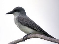 Tyran gris (de la Dominique) - Tyrannus dominice - Grey Kingbird - Guyane