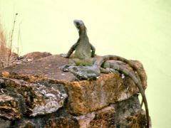Iguane vert - Iguana iguana - Green Iguana - Guyane