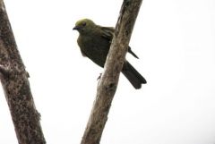 Antriade olive - Schiffornis olivacea - Guianan Schiffornis - Guyane