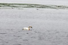 Cygne de Bewick (ou siffleur) - Cygnus columbianus - Tundra Swan<br>Vendée