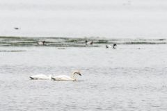 Cygne de Bewick (ou siffleur) - Cygnus columbianus - Tundra Swan<br>Vendée