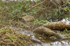 Pipit farlouse - Anthus pratensis - Meadow Pipit<br>Vendée