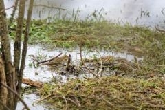 Pipit farlouse - Anthus pratensis - Meadow Pipit<br>Vendée
