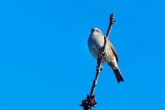 Accenteur mouchet - Prunella modularis - Dunnock<br>Vendée