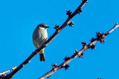Accenteur mouchet - Prunella modularis - Dunnock<br>Vendée