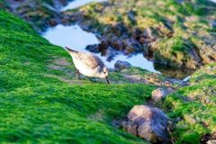 Bécasseau sanderling - Calidris alba - Sanderling<br>Vendée