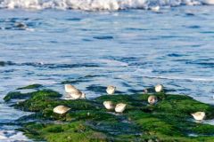 Bécasseau sanderling - Calidris alba - Sanderling<br>Vendée