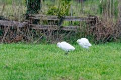 Héron garde-boeufs - Bubulcus ibis - Western Cattle Egret<br>Vendée