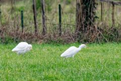 Héron garde-boeufs - Bubulcus ibis - Western Cattle Egret<br>Vendée