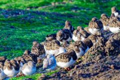 Tournepierre à collier - Arenaria interpres - Ruddy Turnstone<br>Vendée