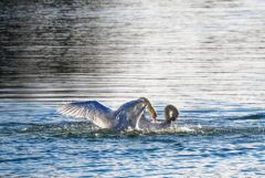 Cygne tuberculé - Cygnus olor - Mute Swan<br>Région parisienne