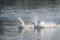 Cygne tuberculé - Cygnus olor - Mute Swan<br>Région parisienne