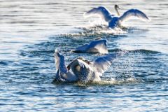Cygne tuberculé - Cygnus olor - Mute Swan<br>Région parisienne