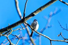 Mésange nonnette - Poecile palustris - Marsh Tit<br>Région parisienne