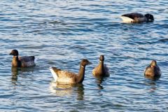 Bernache cravant - Branta bernicla - Brant Goose<br>Vendée