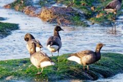 Bernache cravant - Branta bernicla - Brant Goose<br>Vendée