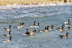 Bernache cravant - Branta bernicla - Brant Goose<br>Vendée