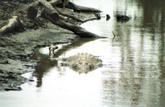 Crocodile du nil - Crocodylus niloticus - Nile crocodile<br>Kenya