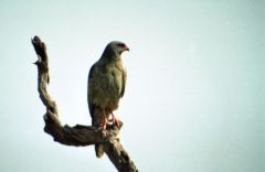 Autour sombre - Melierax metabates<br>Dark Chanting Goshawk<br>Kenya