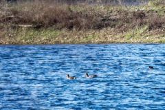 Oie rieuse - Anser albifrons - Greater White-fronted Goose - Région parisienne