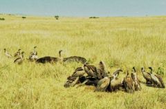 Vautour de Rüppell - Gyps rueppelli - Rüppell's Vulture<br>Kenya