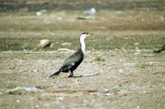Cormoran à poitrine blanche - Phalacrocorax lucidus - White-breasted Cormorant - Kenya