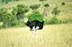 Autruche d'Afrique (Masai) ♂- Struthio camelus - Common Ostrich<br>Kenya