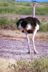 Autruche d'Afrique (Masai) ♂ - Struthio camelus - Common Ostrich<br>Kenya