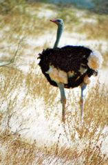 Autruche somalienne (de Somalie) ♂ - Struthio molybdophanes - Somali Ostrich<br>Kenya