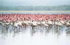 Flamant rose - Phoenicopterus roseus - Greater Flamingo<br>Kenya