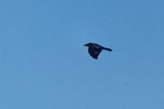 Grands Corbeaux -  Corvus corax<br>Northern Raven