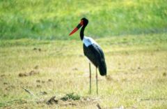 Jabiru d'Afrique - Ephippiorhynchus senegalensis - Saddle-billed Stork<br>Saddle-billed Stork<br>Kenya