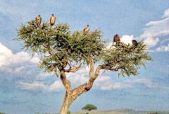Vautours de rüppell et oricou<br>Kenya