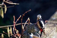 Pic épeiche ♂ - Dendrocopos major - Great Spotted Woodpecker<br>Région parisienne