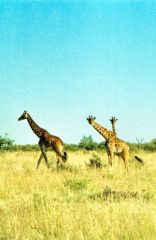 Girafe masaï - Giraffa tippelskirchi<br>Kenya