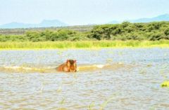 Hippopotame - Hippopotamus amphibius<br>Kenya Baringo